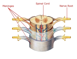 The meninges surround the nerves as they exit the spine.